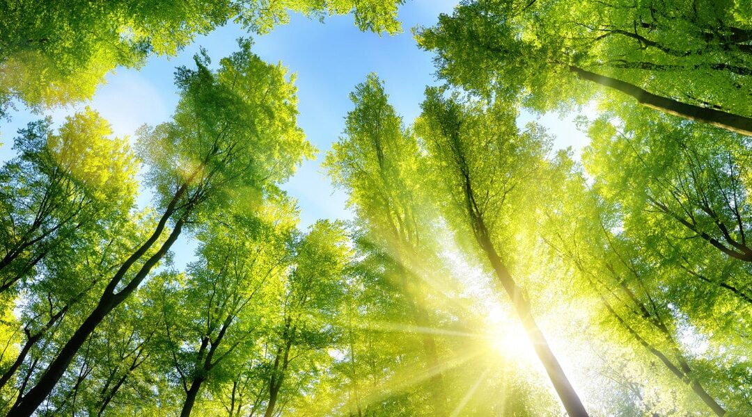 New environmental regulations and information for your company