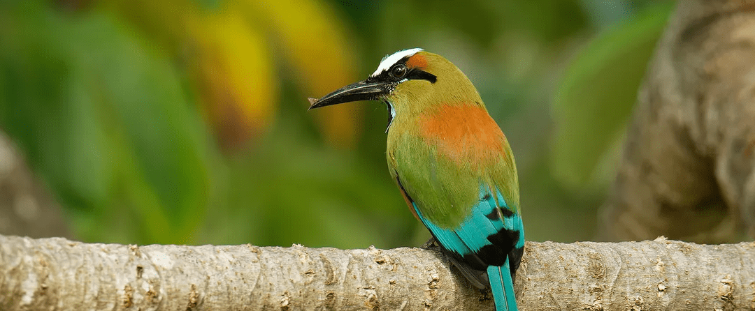 Update to the official list of wildlife species that are enfangered or at risk of extinction