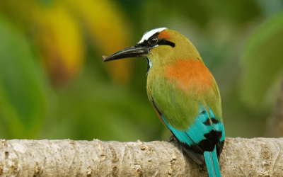 Se actualiza el listado oficial de especies de vida silvestre amenazadas o en peligro de extinción